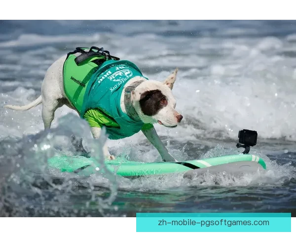 极限挑战!激情冲浪,角逐冠军称号 极限挑战!激情冲浪,角逐冠军称号